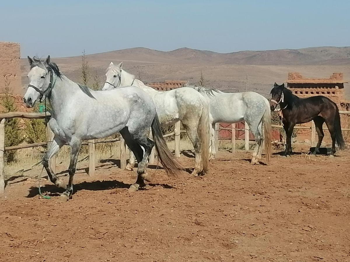 אוארצאצטה Dar Alfourssane Ferme D'Hote מראה חיצוני תמונה