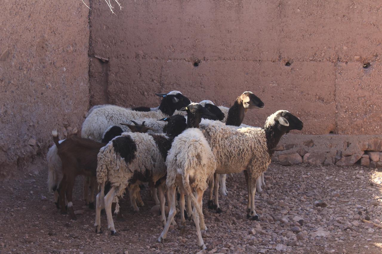 אוארצאצטה Dar Alfourssane Ferme D'Hote מראה חיצוני תמונה